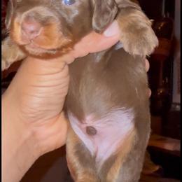 Yugi - Chocolate and tan male Dachshund puppy in Santa Ana, California from Make Dachshunds Great Again