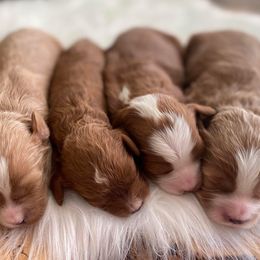 Cavapoo and Goldendoodle Puppies from French Creek Doodles