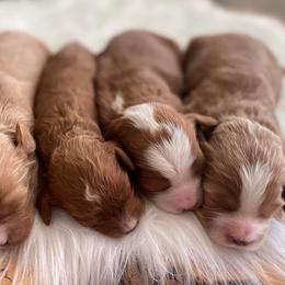 Cavapoo and Goldendoodle Puppies from French Creek Doodles