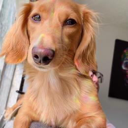 Dachshund All Grown Up from FloriDachs Miniature Dachshunds