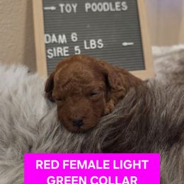 Barbiee - Red  female Poodle puppy in Hesperia, California from Sweetie Pie Poodles