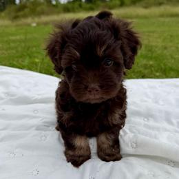 Chocolate male 1 - Chocolate male Havanese puppy in Douglas, Georgia from Huffer Hounds and Havanese