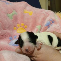 Truffle - White female Havapoo puppy in North Carolina from Faithful Hearts Kennel