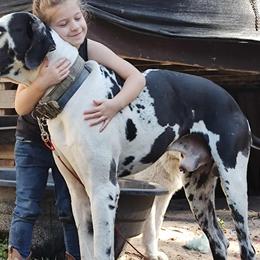 Australian Shepherds, Great Danes, and Great Pyrenees from AEW Farm