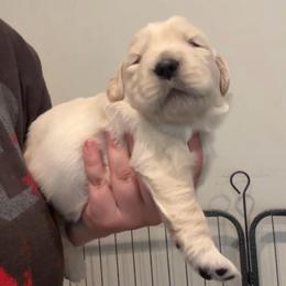 Boy 2 - Golden male Golden Retriever puppy in Menifee, California from The Golden Leash Kennels
