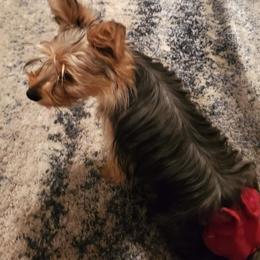N/A - Yorkshire Terrier