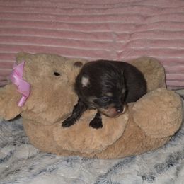 Girl 1 - Chocolate and tan female Pomeranian puppy in Angleton, Texas from Pomeranian Palace, LLC