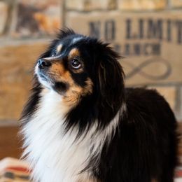 Jagger - Toy Australian Shepherd