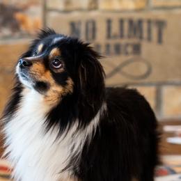 Jagger - Toy Australian Shepherd