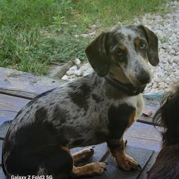 Emmi - Dachshund