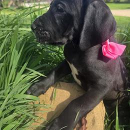 Great Dane Puppies from DeVine Danes