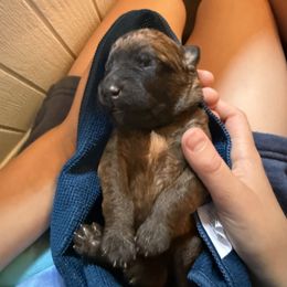 Veggie - Wheaten male Soft Coated Wheaten Terrier puppy in Rochester, New York from Wagging Wheatens