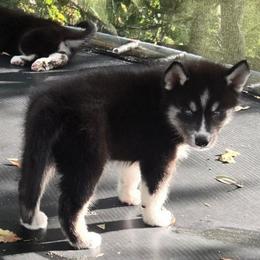 Alpha - Black and white male Siberian Husky puppy in Lakeland, Florida from Husky Breeder of Central Florida