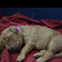 Golden Retriever Puppies from Mountain View Kennel