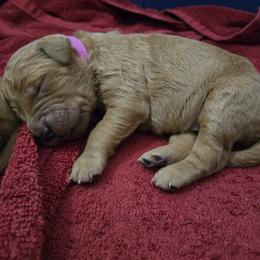 Golden Retriever Puppies from Mountain View Kennel