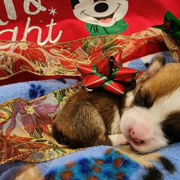 Pembroke Welsh Corgi Puppies from Space Coast Corgi