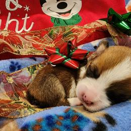 Pembroke Welsh Corgi Puppies from Space Coast Corgi