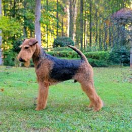 Tenoch - Airedale Terrier