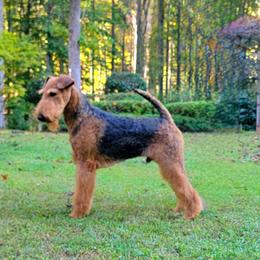 Tenoch - Airedale Terrier