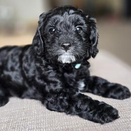 Tuxedo Boy - Black and white male Cavapoo puppy in Almira, Washington from Cavapoo Cuddles