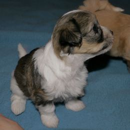 Havanese Puppies from Gingerbred Havanese