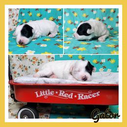 Gator - Black and white male Schnoodle puppy in Lebanon, Missouri from Cedar Glades Canines