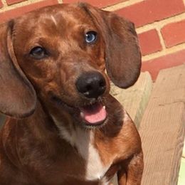 Rocket - Dachshund