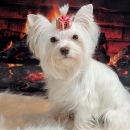 Trinity - Yorkshire Terrier