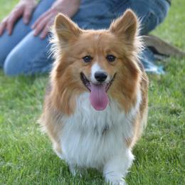 Stella - Pembroke Welsh Corgi