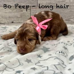Bo Peep - Dapple female Dachshund puppy in Goodyear, Arizona from AZ Low Life Doxies