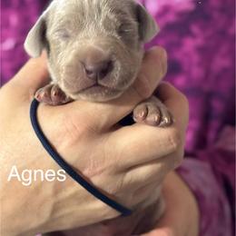 Agnes - Silver gray male Weimaraner puppy in Aitkin, Minnesota from Whispering’s GunDogs