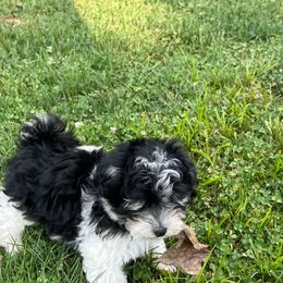 Rocky - Black & white male Maltipoo puppy in Reading, Pennsylvania from Vendley Pups