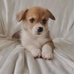Girl 5 - Red female Pembroke Welsh Corgi puppy in Northwood, Iowa from Sorrel Sands Corgis