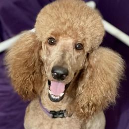 Ruby - Poodle