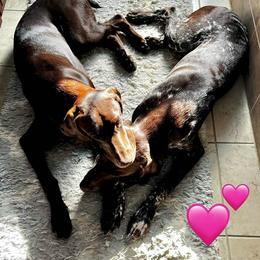 German Shorthaired Pointer All Grown Up from Ambitious Acres Kennels