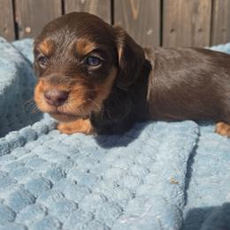 Woody - Chocolate and tan male Dachshund puppy in Riverdale, Utah from Behive Doxies