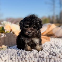 Grayson - Phantom male Poodle puppy in Chapel Hill, North Carolina from Cyndi’s Poodles