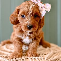 Lulu - Red female Cavapoo puppy in Tucson, Arizona from Sun Valley Goldendoodles