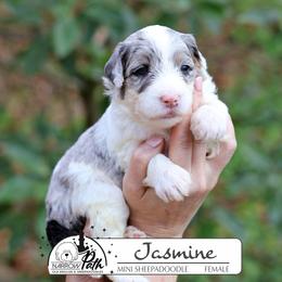 Jasmine - Blue merle and white female Sheepadoodle puppy in Cleveland, Tennessee from Narrow Path Old English & Sheepadoodles