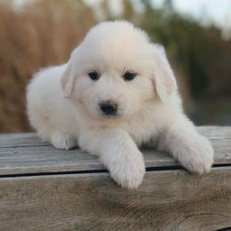 Girl 3 Yellow - White female Great Pyrenees puppy in Yakima, Washington from Naches Heights Ranch