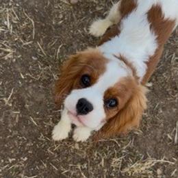 Brody - Blenheim male Cavalier King Charles Spaniel puppy in Encinitas, California from Seaside Cavaliers