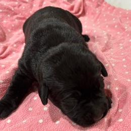 Girl Pick 3 - Black female Labrador Retriever puppy in Mount Olive, Mississippi from 3 King Kennels