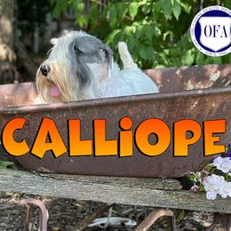 Calliope - Sealyham Terrier
