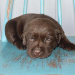 HoneyBun - Chocolate female Labrador Retriever puppy in Camden, Indiana from Camden's Caring Canines