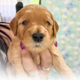 Jermaine - Red  male Goldendoodle puppy in Garden Grove, California from Sunkissed Doodles