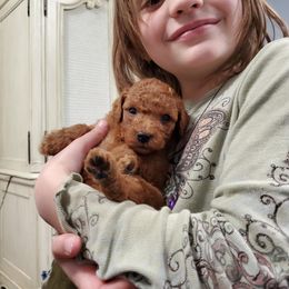 Cavapoo, Maltese, Maltipoo, and Poodle Puppies from Mt.BakerPoodles&Doodles