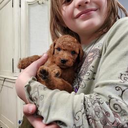 Cavapoo, Maltese, Maltipoo, and Poodle Puppies from Mt.BakerPoodles&Doodles