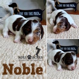 Noble - AKC - Silky - Chocolate and tan male Dachshund puppy in Kemp, Texas from Koli Acres