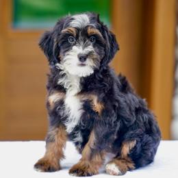 Sassy - Tri-color female Bernedoodle puppy in Dundee, Ohio from Down Home Doodle