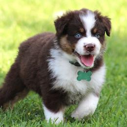 Rebel - Red tri-color male Australian Shepherd puppy in Cookeville, Tennessee from Spring Creek Aussies